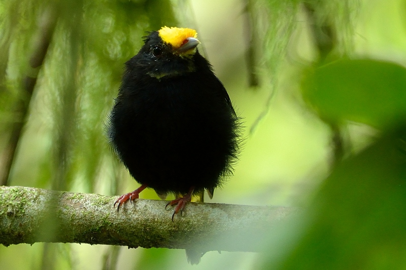 Goudvleugelmanakin